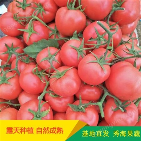 通货硬粉西红柿商超品质基地实发