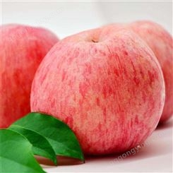红富士苹果源头 红富士苹果优生区价格