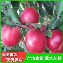 126油桃品种齐全-山东油桃行情-昊昌