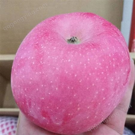 红富士苹果 红富士苹果75-80-90mm冷库苹果