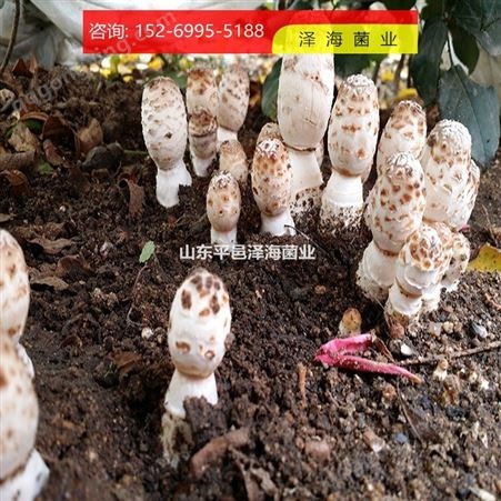 鸡腿菇菌种 优质鸡腿菇培养