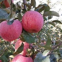 区分红富士苹果 红富士苹果在冷库能保鲜多久