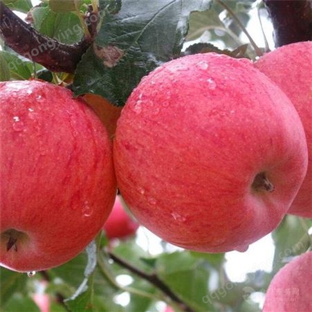 红富士苹果产地 其他规格价格行情 产地冷库红富士苹果价格