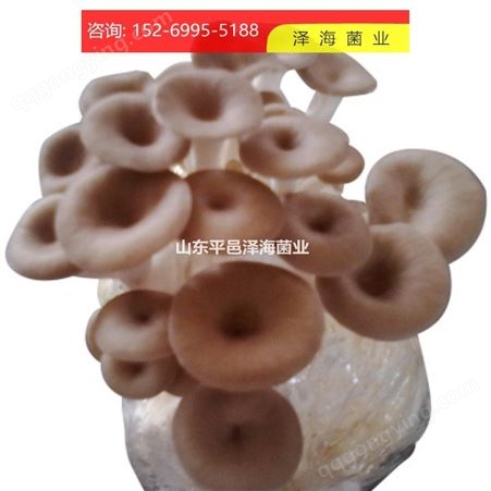 茶树菇 茶树菇1号  质量优 蘑菇