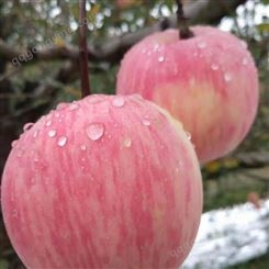 红富士新品种 目前鲜食苹果市场价格