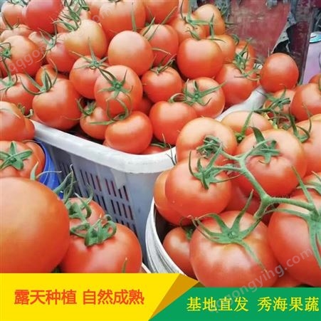 通货硬粉西红柿商超品质基地实发