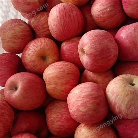 红富士苹果产量 冷库红富士苹果膜袋价格表
