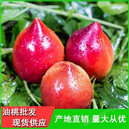 丽春早红宝石油桃的价格-曙光油桃产地-昊昌