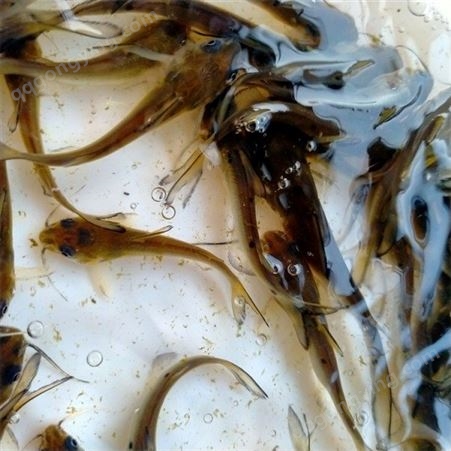 鱼苗销售 叉尾鮰鱼苗 营养价值高 适应力强 抗病率高