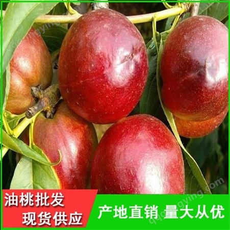 126油桃品种齐全-山东油桃行情-昊昌