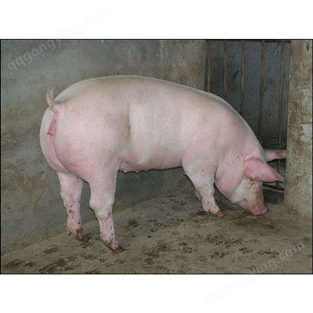 10公斤猪仔价格 三元猪仔 昊昌 量大优惠