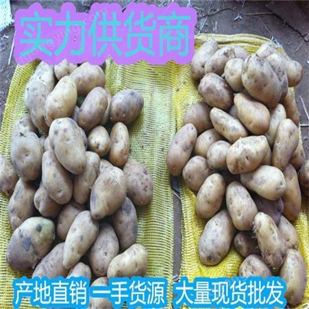 马铃薯图产地价格报价 马铃薯新品种批发 昊昌农产品