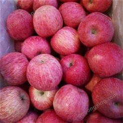 山东红富士苹果上市 冷库纯纸袋红富士二级苹果价格