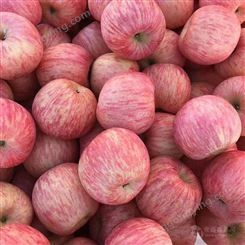 红富士苹果红香蕉苹果批发价格产地行情
