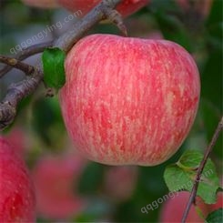 红富士大量上市 今年存库红富士苹果价格价格