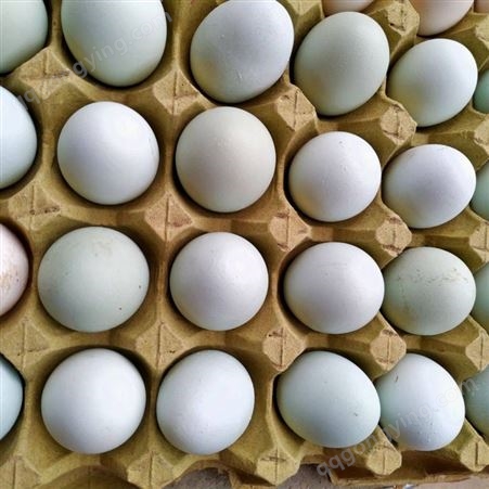 受精蛋批发 土鸡种蛋出售 兴农种禽 量大从优 土鸡蛋