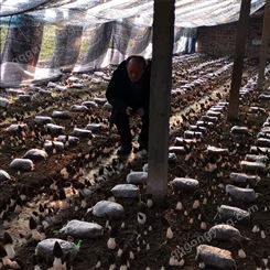 特产羊肚菌种植技术 人工栽培羊肚菌 羊肚菌 菌种