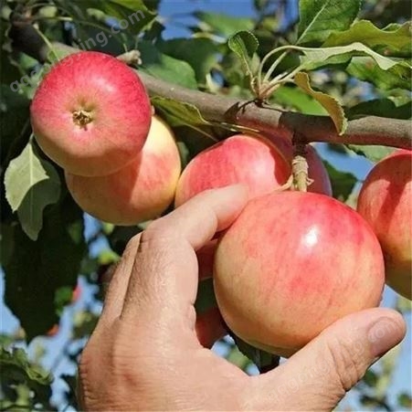 纸袋藤木苹果批发 美八苹果价格 代收苹果 批发价格