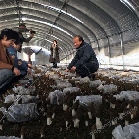 人工种植羊肚菌技术培训加制种教学 专家教学 包学包会 可重复学习