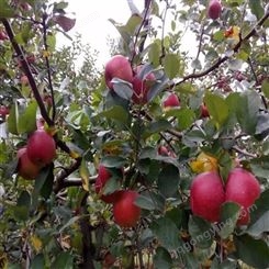 源头嘎啦苹果代收价格 早熟藤木苹果产地 代收苹果 供应信息