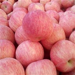 红富士苹果亩产 大量求购冷库红富士苹果