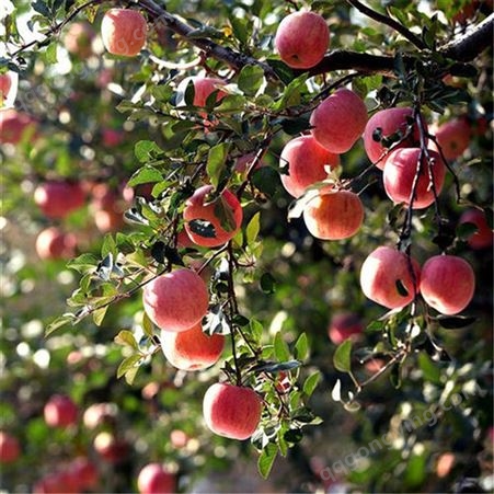 美八苹果 早熟红富士苹果 脆甜多汁营养丰富 昊昌农产品