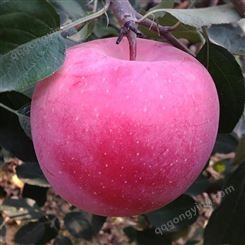 批发多种红苹果新鲜水果 红富士苹果优生区价格