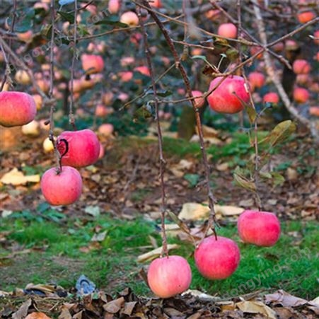 美八苹果 75以上红富士 脆甜多汁营养丰富 昊昌农产品
