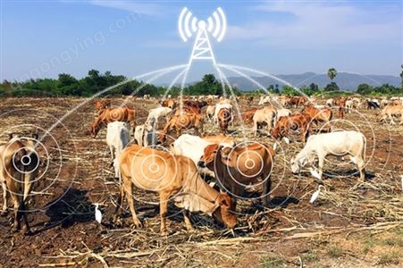【定制开发】牛羊 耳标畜牧监测定位系统