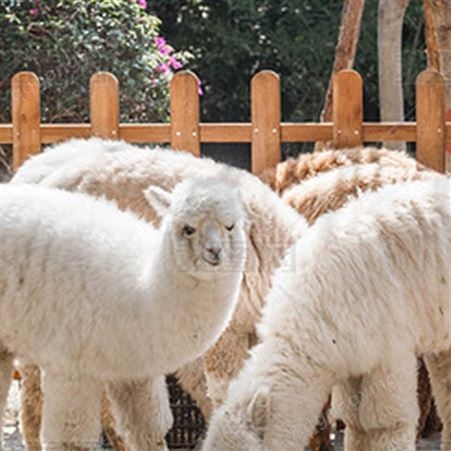 景点观赏成年羊驼出售 温顺可爱 杂交小羊驼萌宠养殖