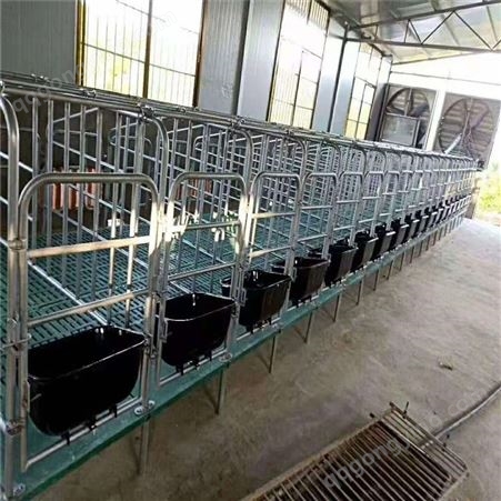 母猪产床养殖设备双体母猪厂家生产全复合养猪产床设备