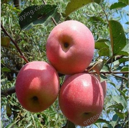 矮化苹果树，供应烟富苹果树批发 ，嫁接苹果树 矮化苹果树苗烟富8号