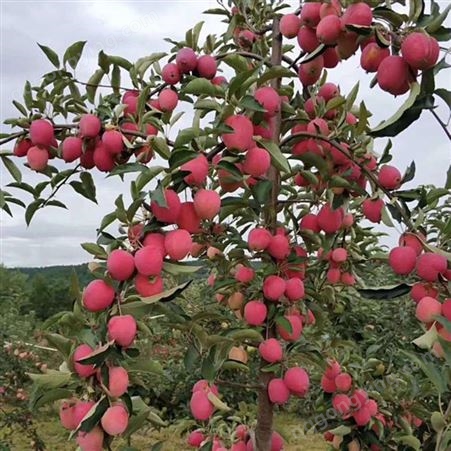 苹果树果苗盆栽矮化嫁接果树南方北方四季阳台种植苹果苗当年结果