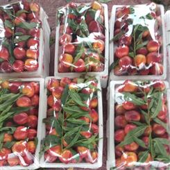 鹤壁市油桃 油桃批发 规格新鲜水果 质量保证油桃 油桃批发