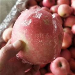 山东苹果价格 红富士苹果价格 苹果供应商