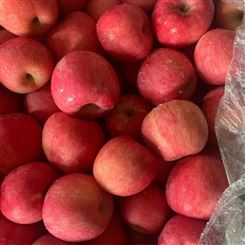 苹果价格 红富士苹果供应 苹果厂家现货