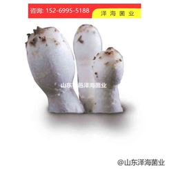 鸡腿菇菌种 优质鸡腿菇培养